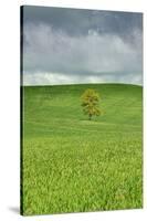 Lone Tree in Rolling Hills of Wheat-Terry Eggers-Stretched Canvas