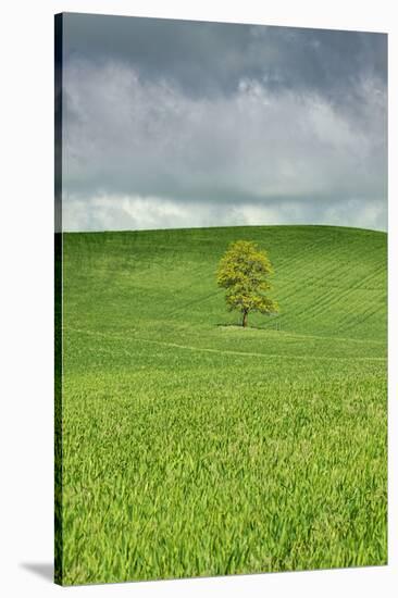 Lone Tree in Rolling Hills of Wheat-Terry Eggers-Stretched Canvas