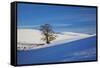 Lone Tree in Snow Covered Winter Field-Terry Eggers-Framed Stretched Canvas