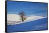 Lone Tree in Snow Covered Winter Field-Terry Eggers-Framed Stretched Canvas