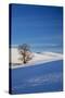 Lone Tree in Snow Covered Winter Field-Terry Eggers-Stretched Canvas