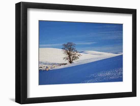 Lone Tree in Snow Covered Winter Field-Terry Eggers-Framed Photographic Print