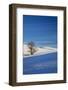 Lone Tree in Snow Covered Winter Field-Terry Eggers-Framed Photographic Print