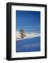 Lone Tree in Snow Covered Winter Field-Terry Eggers-Framed Photographic Print