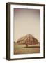 Lone Tree in Summer-Steve Allsopp-Framed Photographic Print