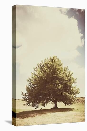 Lone Tree in Summer-Steve Allsopp-Stretched Canvas