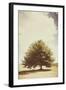 Lone Tree in Summer-Steve Allsopp-Framed Photographic Print