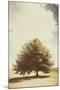 Lone Tree in Summer-Steve Allsopp-Mounted Photographic Print