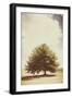 Lone Tree in Summer-Steve Allsopp-Framed Photographic Print
