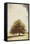 Lone Tree in Summer-Steve Allsopp-Framed Stretched Canvas
