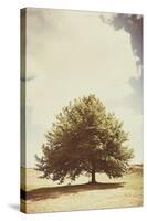 Lone Tree in Summer-Steve Allsopp-Stretched Canvas