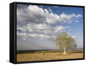 Lone Tree in the Landscape Near the Omo River in Southern Ethiopia, Ethiopia, Africa-Gavin Hellier-Framed Stretched Canvas