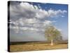 Lone Tree in the Landscape Near the Omo River in Southern Ethiopia, Ethiopia, Africa-Gavin Hellier-Stretched Canvas