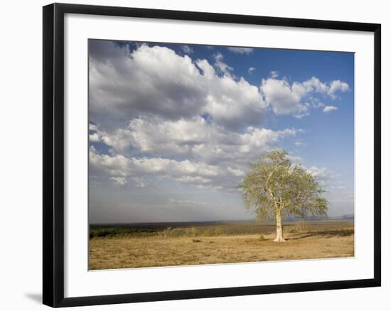 Lone Tree in the Landscape Near the Omo River in Southern Ethiopia, Ethiopia, Africa-Gavin Hellier-Framed Photographic Print