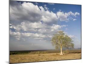 Lone Tree in the Landscape Near the Omo River in Southern Ethiopia, Ethiopia, Africa-Gavin Hellier-Mounted Photographic Print