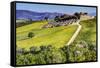 Lone Tree in the Vineyards of Monte Falco-Terry Eggers-Framed Stretched Canvas