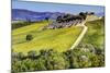 Lone Tree in the Vineyards of Monte Falco-Terry Eggers-Mounted Photographic Print