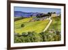 Lone Tree in the Vineyards of Monte Falco-Terry Eggers-Framed Photographic Print