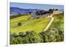 Lone Tree in the Vineyards of Monte Falco-Terry Eggers-Framed Photographic Print