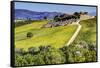 Lone Tree in the Vineyards of Monte Falco-Terry Eggers-Framed Stretched Canvas