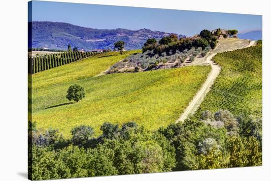 Lone Tree in the Vineyards of Monte Falco-Terry Eggers-Stretched Canvas