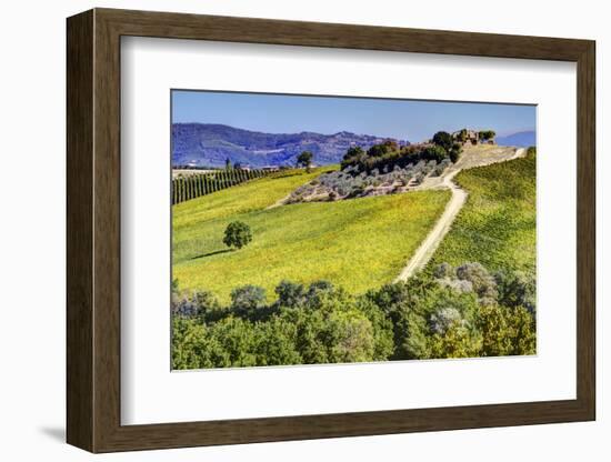 Lone Tree in the Vineyards of Monte Falco-Terry Eggers-Framed Photographic Print