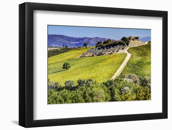 Lone Tree in the Vineyards of Monte Falco-Terry Eggers-Framed Photographic Print