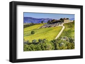 Lone Tree in the Vineyards of Monte Falco-Terry Eggers-Framed Photographic Print