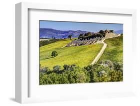 Lone Tree in the Vineyards of Monte Falco-Terry Eggers-Framed Photographic Print