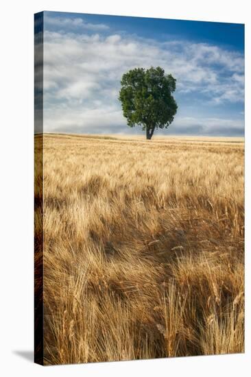 Lone Tree in Wheat Field-Michael Blanchette Photography-Stretched Canvas
