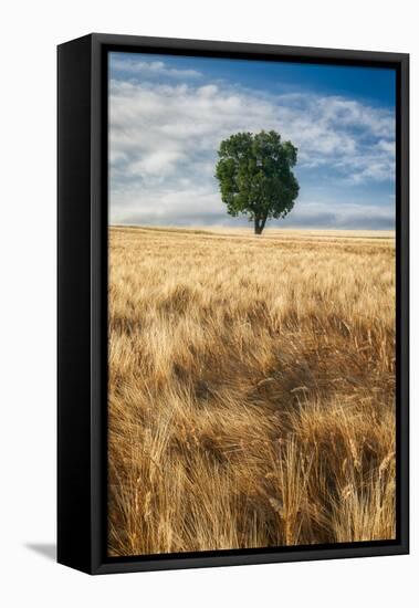 Lone Tree in Wheat Field-Michael Blanchette Photography-Framed Stretched Canvas