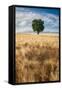 Lone Tree in Wheat Field-Michael Blanchette Photography-Framed Stretched Canvas