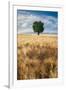 Lone Tree in Wheat Field-Michael Blanchette Photography-Framed Photographic Print