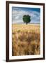 Lone Tree in Wheat Field-Michael Blanchette Photography-Framed Photographic Print