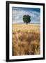 Lone Tree in Wheat Field-Michael Blanchette Photography-Framed Photographic Print