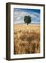 Lone Tree in Wheat Field-Michael Blanchette Photography-Framed Photographic Print