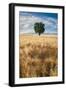 Lone Tree in Wheat Field-Michael Blanchette Photography-Framed Photographic Print