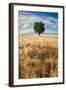 Lone Tree in Wheat Field-Michael Blanchette Photography-Framed Photographic Print