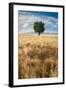 Lone Tree in Wheat Field-Michael Blanchette Photography-Framed Photographic Print