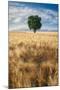 Lone Tree in Wheat Field-Michael Blanchette Photography-Mounted Photographic Print