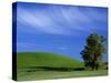 Lone Tree in Wheatfield, Whitman County, Washington, USA-Julie Eggers-Stretched Canvas