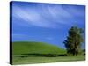 Lone Tree in Wheatfield, Whitman County, Washington, USA-Julie Eggers-Stretched Canvas