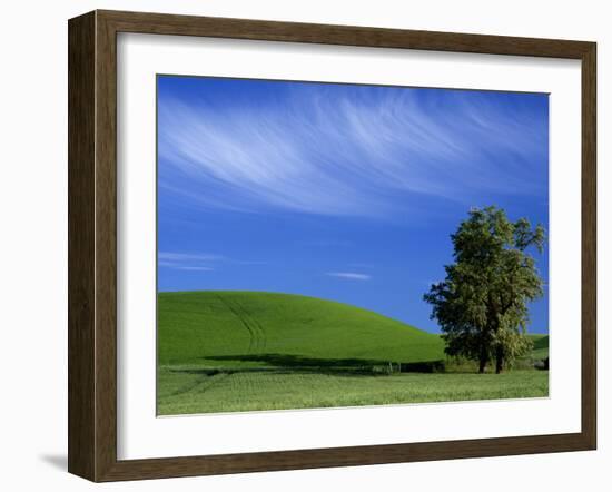 Lone Tree in Wheatfield, Whitman County, Washington, USA-Julie Eggers-Framed Premium Photographic Print