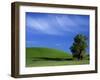 Lone Tree in Wheatfield, Whitman County, Washington, USA-Julie Eggers-Framed Premium Photographic Print