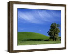 Lone Tree in Wheatfield, Whitman County, Washington, USA-Julie Eggers-Framed Premium Photographic Print