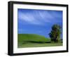 Lone Tree in Wheatfield, Whitman County, Washington, USA-Julie Eggers-Framed Premium Photographic Print