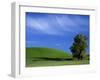 Lone Tree in Wheatfield, Whitman County, Washington, USA-Julie Eggers-Framed Premium Photographic Print