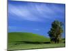 Lone Tree in Wheatfield, Whitman County, Washington, USA-Julie Eggers-Mounted Premium Photographic Print