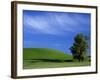 Lone Tree in Wheatfield, Whitman County, Washington, USA-Julie Eggers-Framed Photographic Print