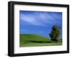 Lone Tree in Wheatfield, Whitman County, Washington, USA-Julie Eggers-Framed Photographic Print